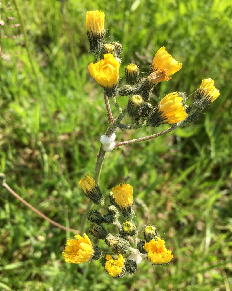 Pilosella caespitosa (meadow hawkweed) (alternate view 10)