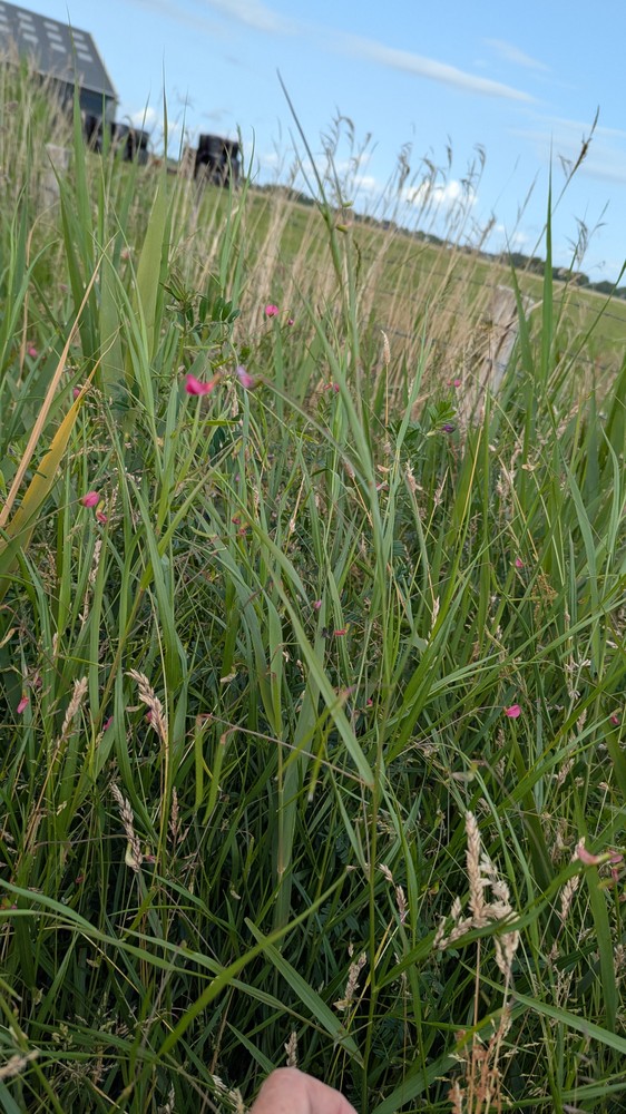 Lathyrus nissolia (Grass Vetchling) (alternate view 12)