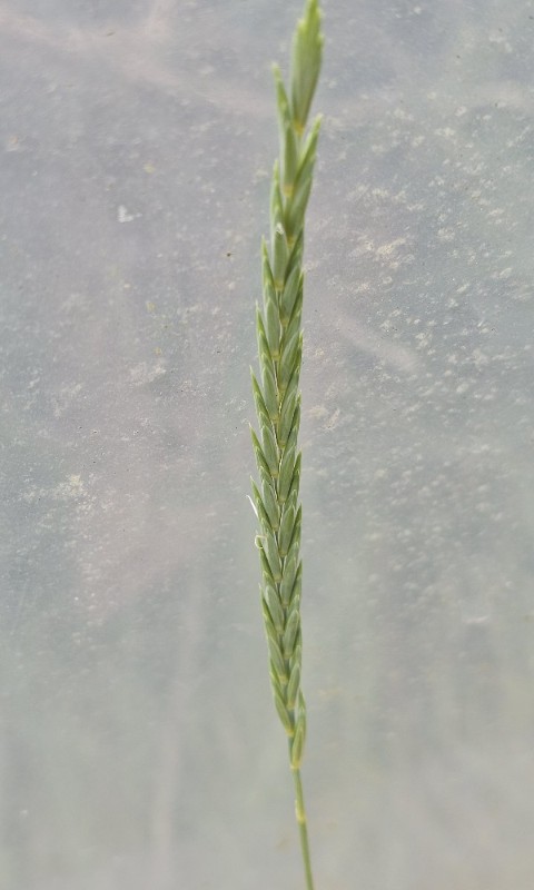 Elymus athericus (sea couch) (alternate view 7)