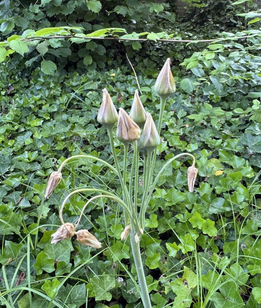Allium siculum (alternate view 3)