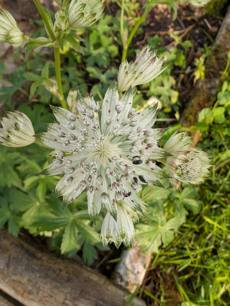 Astrantia major (Great Masterwort) (alternate view 2)
