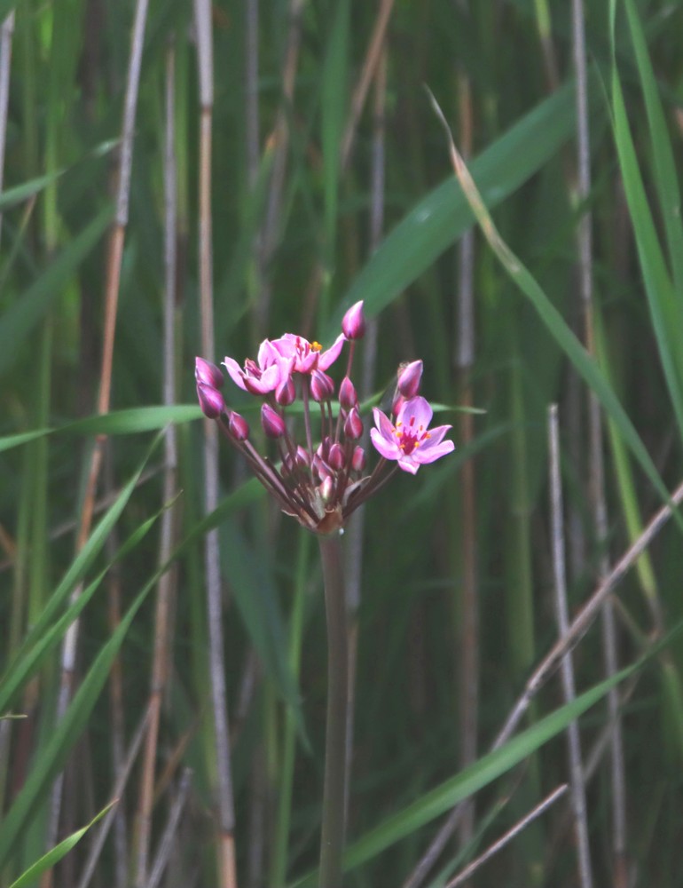 Butomus umbellatus (flowering rush) (alternate view 11)