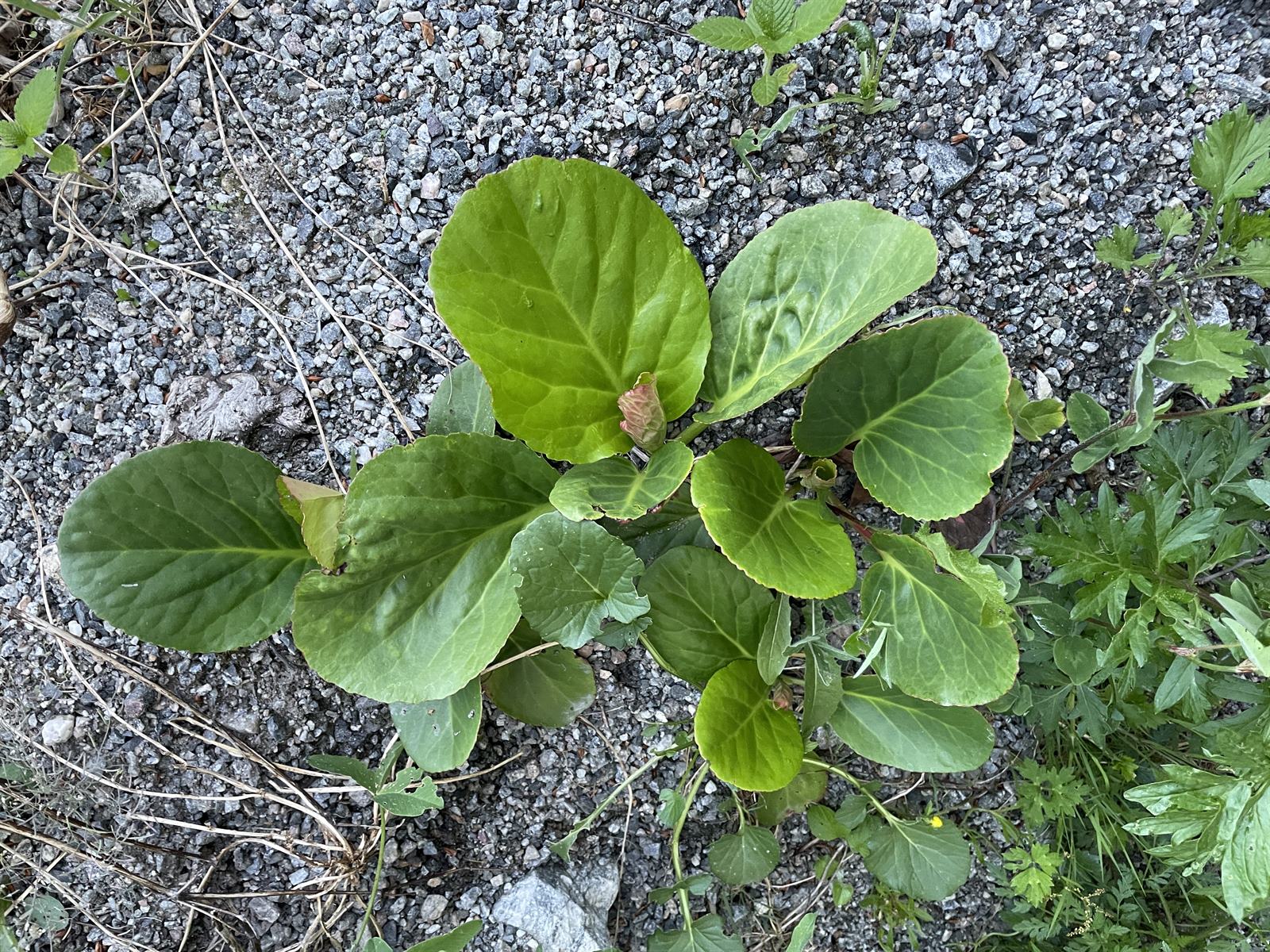 Bergenia cordifolia, Elephant's ears — clumping evergreen (Saxifragaceae) (image 6 of 10)