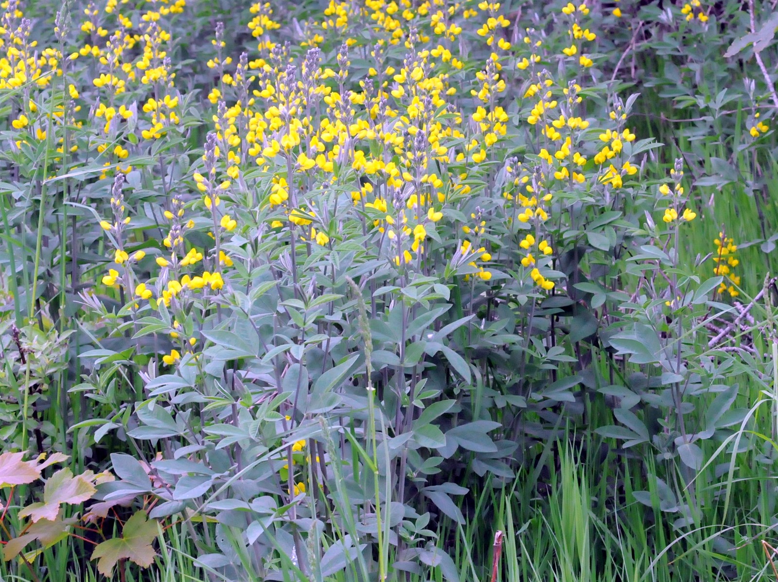 Thermopsis montana (Mountain goldenbean) (alternate view 2)
