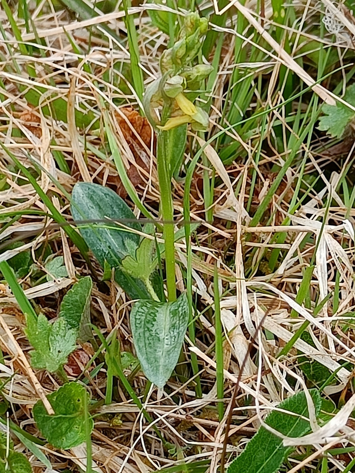 Dactylorhiza viridis (Frog Orchid) (alternate view 8)