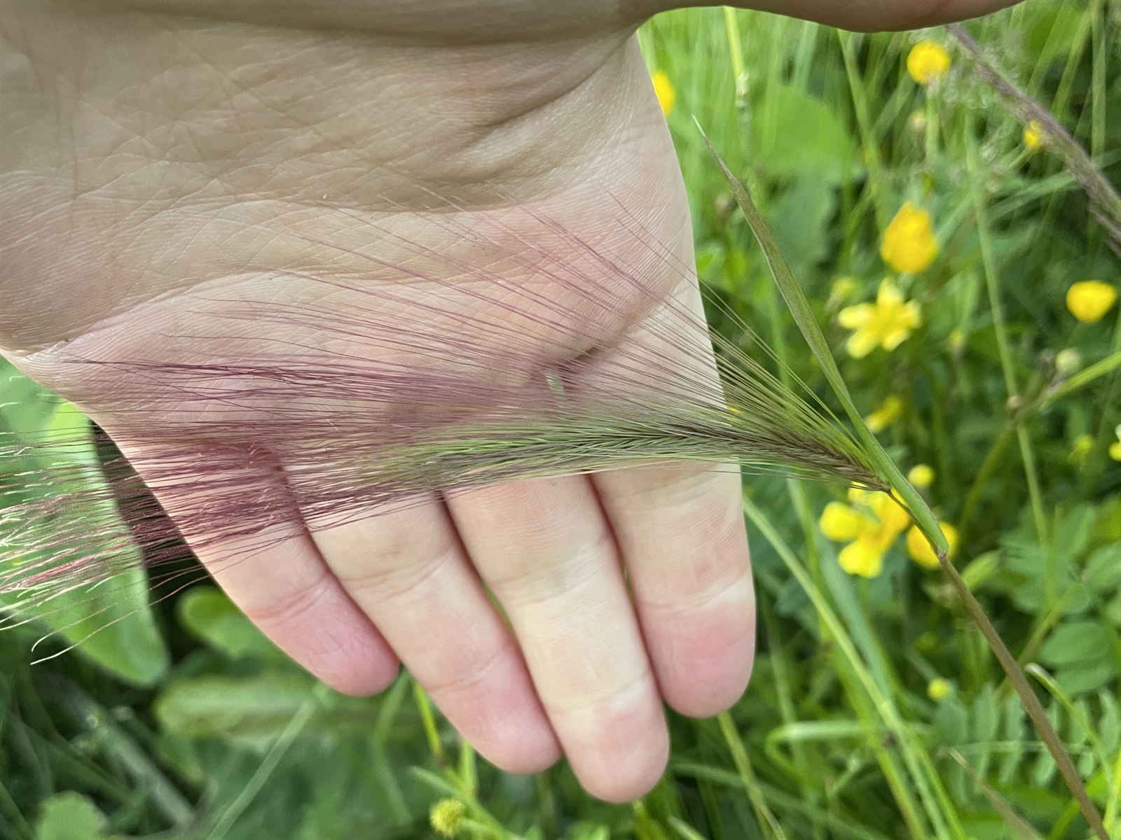 Hordeum jubatum (foxtail barley) (alternate view 12)