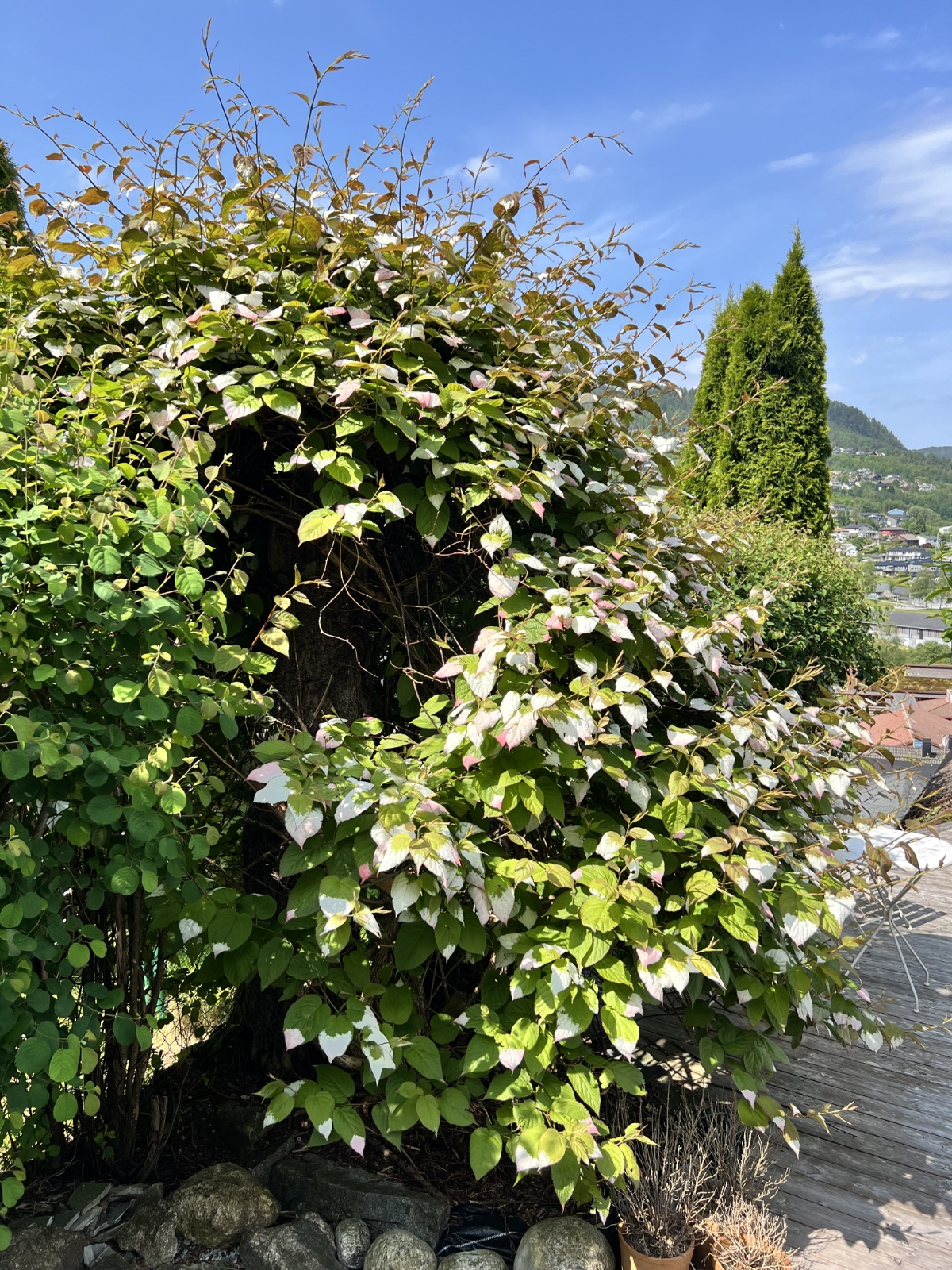 Actinidia kolomikta (same) (alternate view 2)