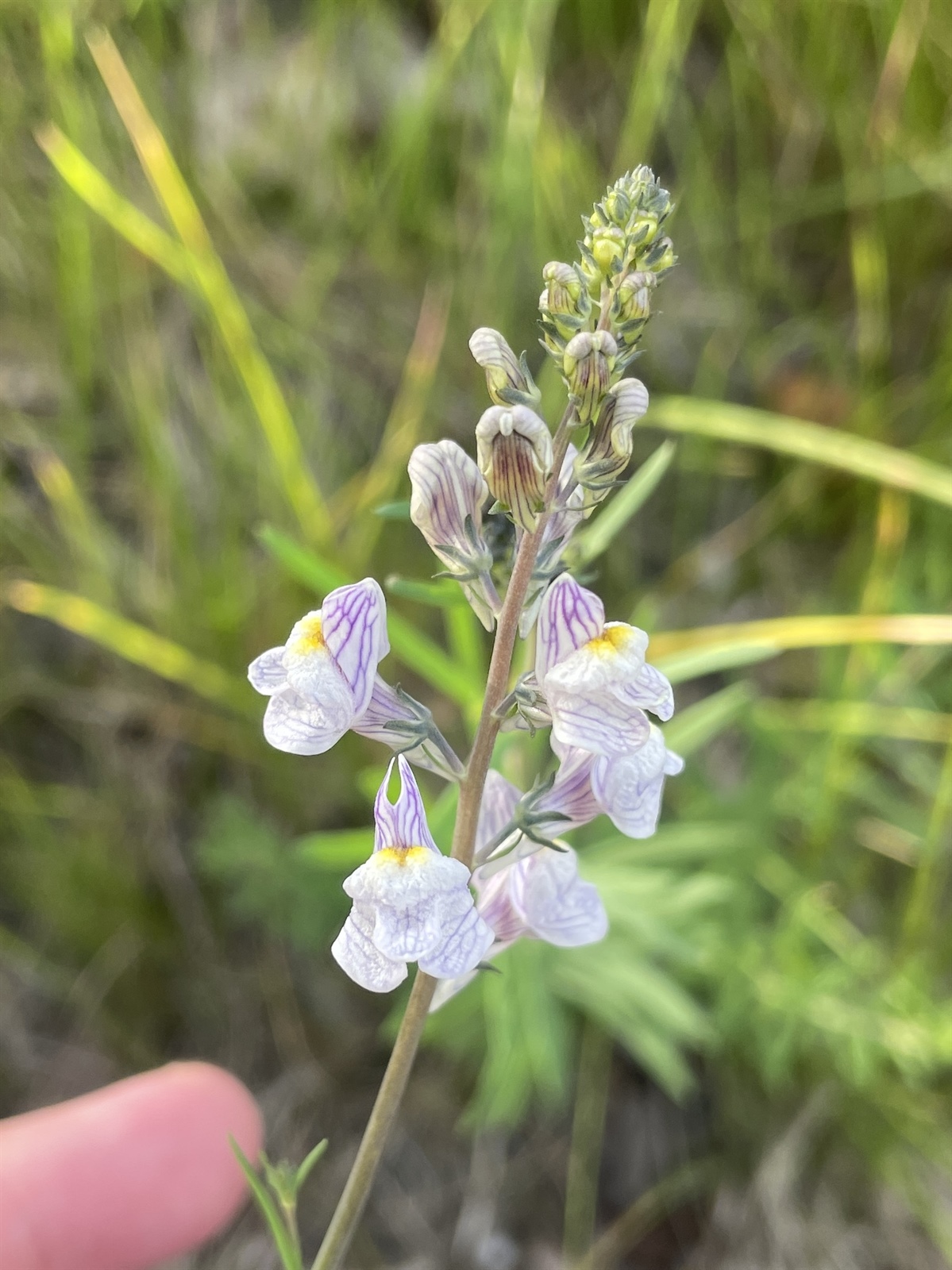 Linaria repens (Pale Toadflax) (alternate view 13)