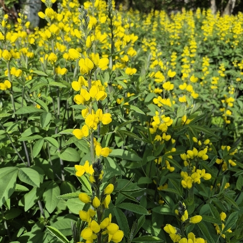 Thermopsis montana (Mountain goldenbean)