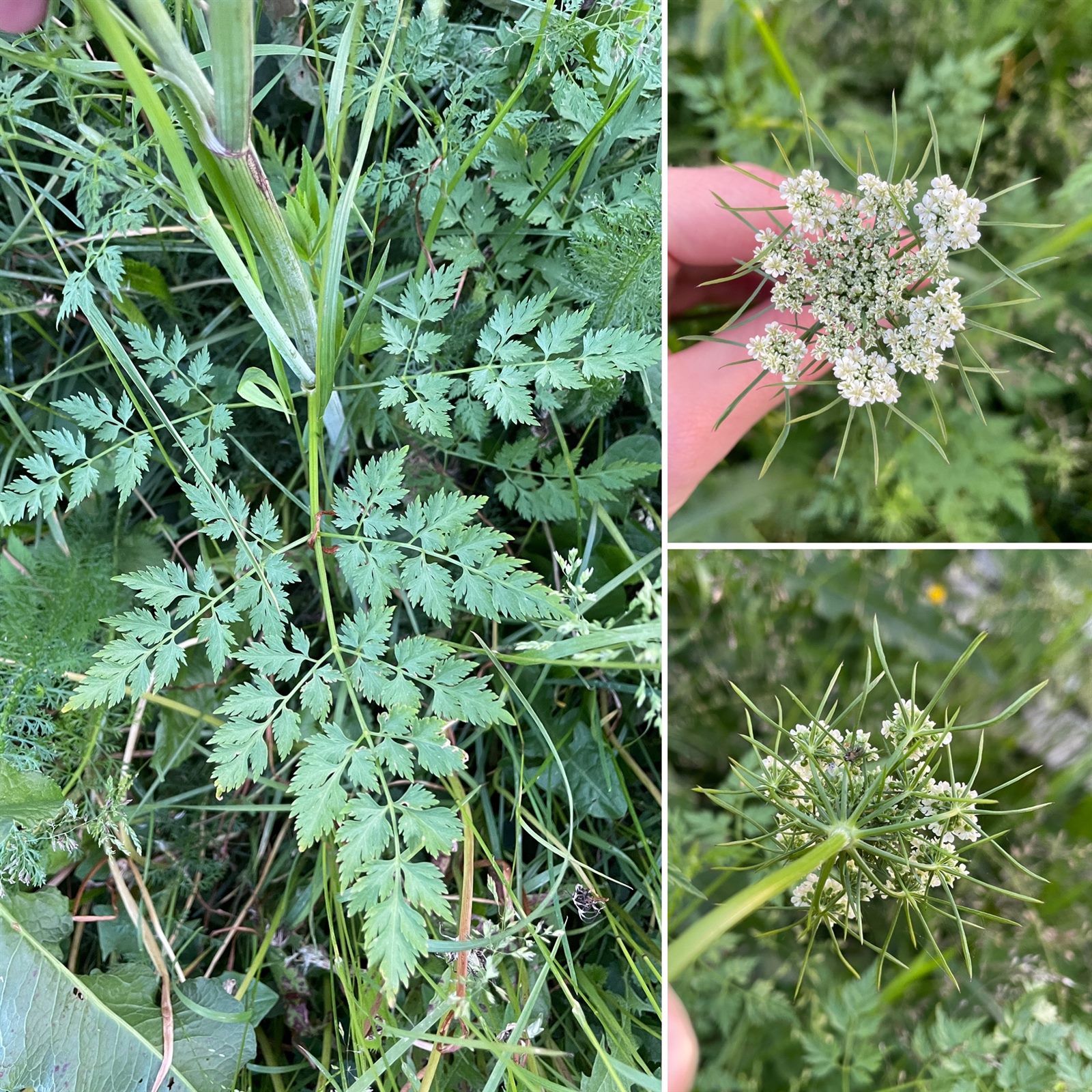 Aethusa cynapium (Fool's parsley) (alternate view 15)