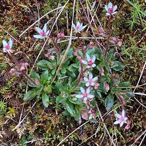 Micranthes stellaris (Hairy Kidney-wort) (alternate view 11)