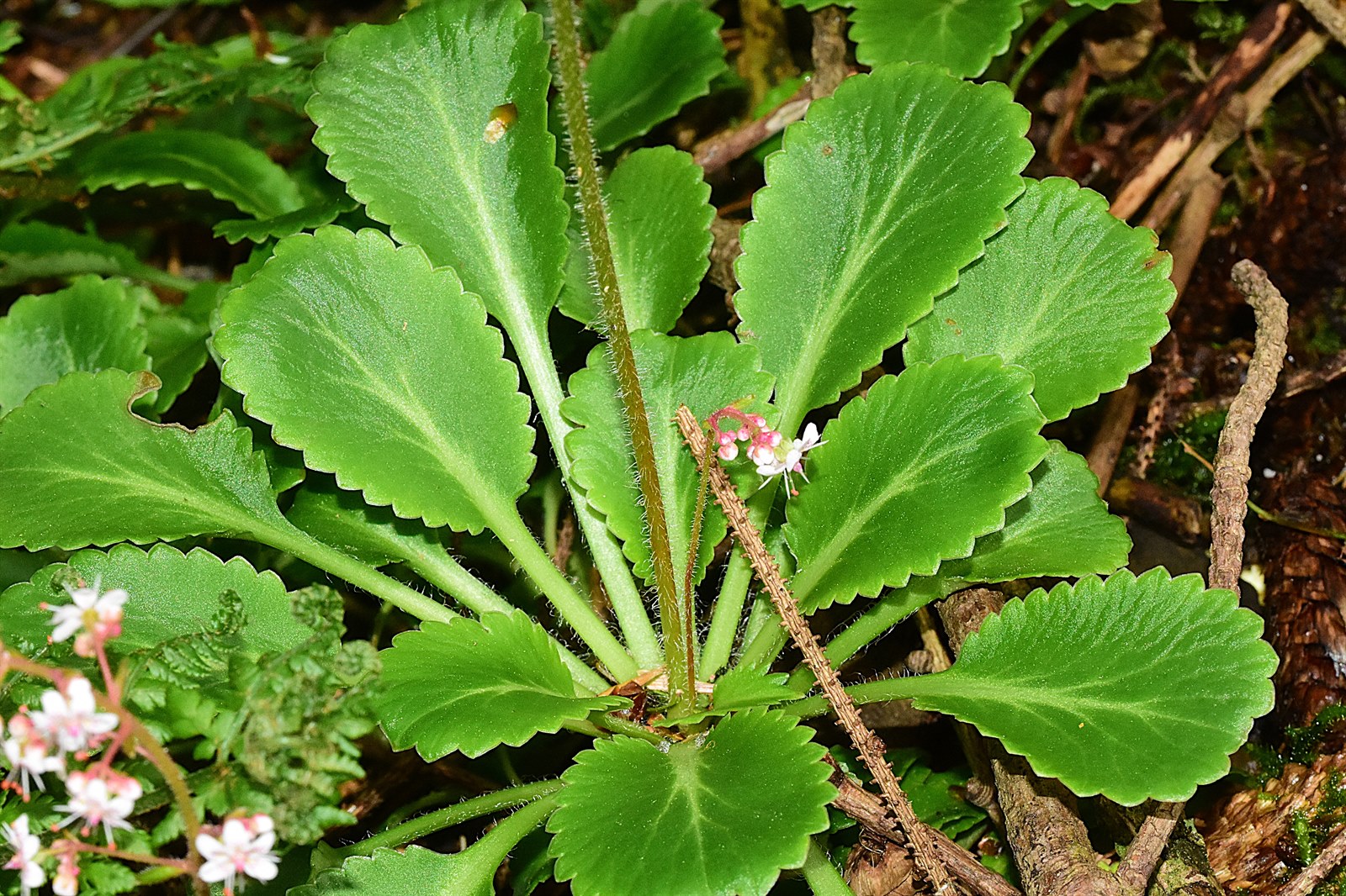 Saxifraga x urbium (London pride) (alternate view 11)