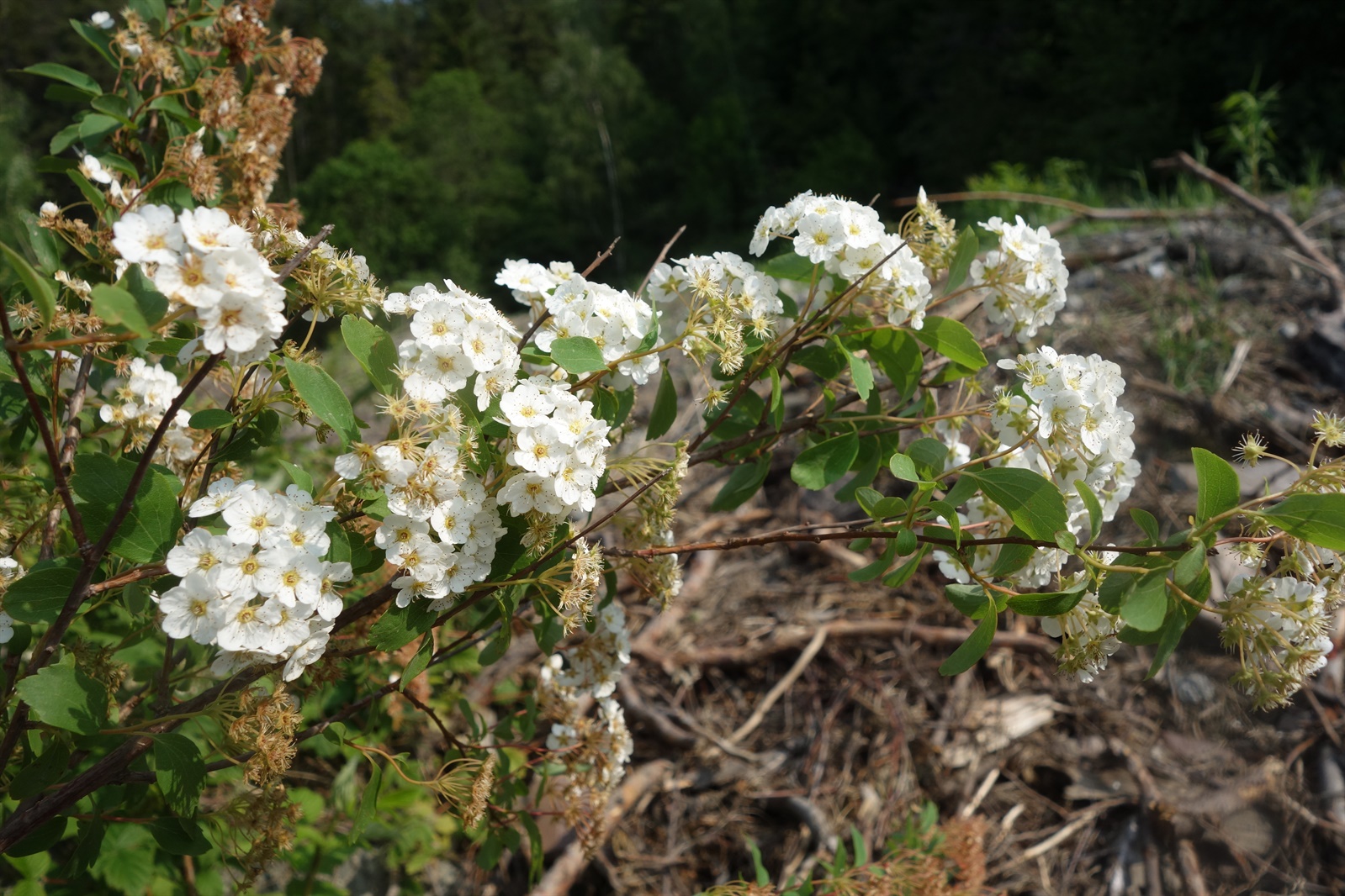 Spiraea × vanhouttei (Vanhoutte spirea) (alternate view 13)