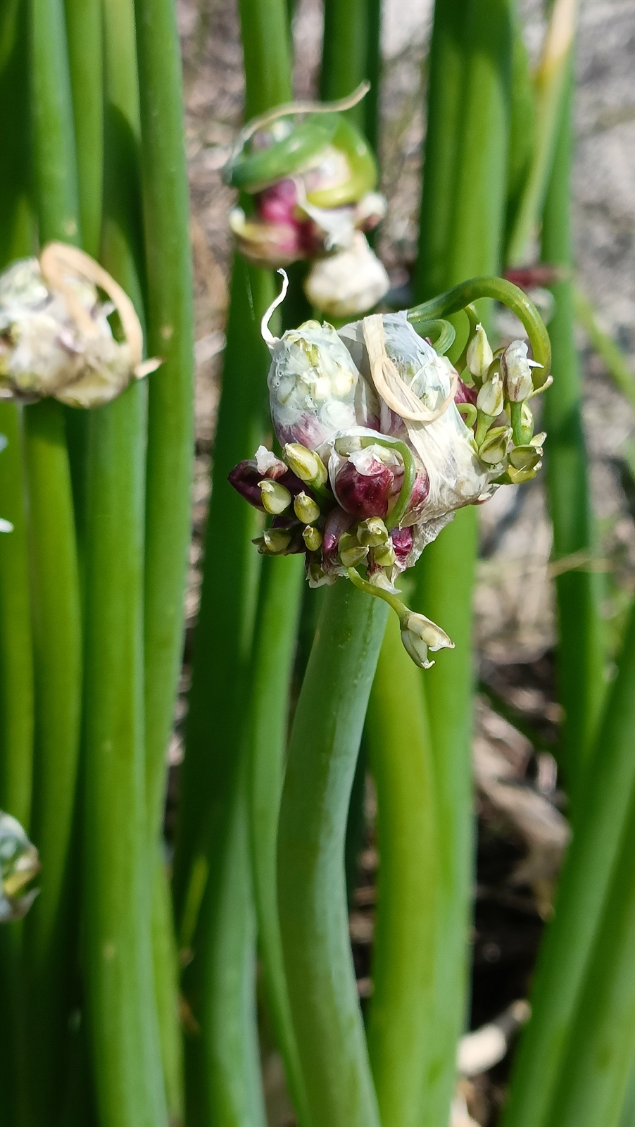 Allium fistulosum (Welsh Onion (Scallions)) (alternate view 12)