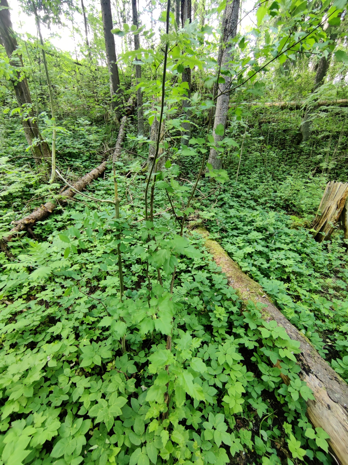 Acer ginnala (Amur Maple) (alternate view 4)