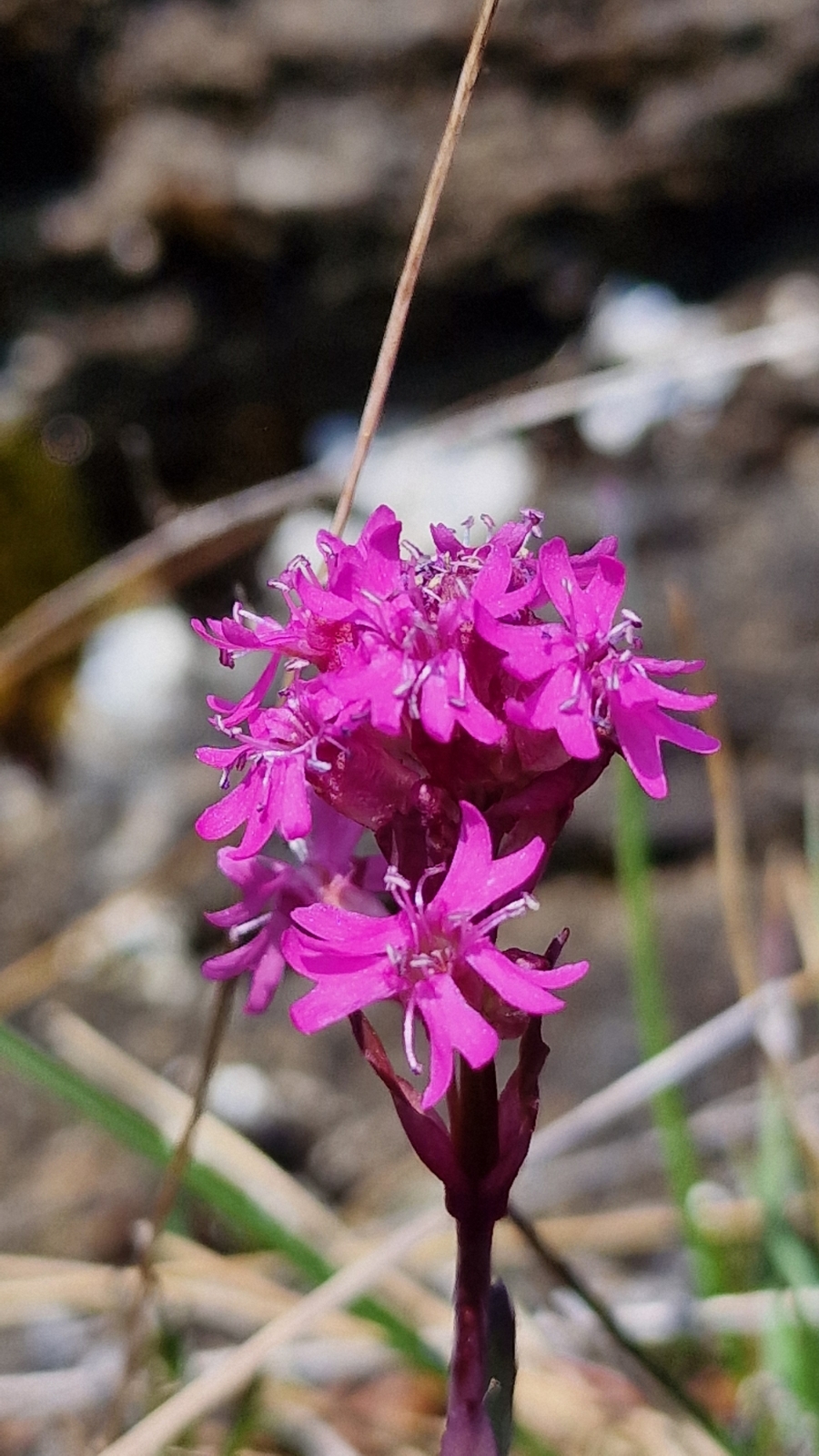 Lychnis alpina (Alpine Campion) (alternate view 3)
