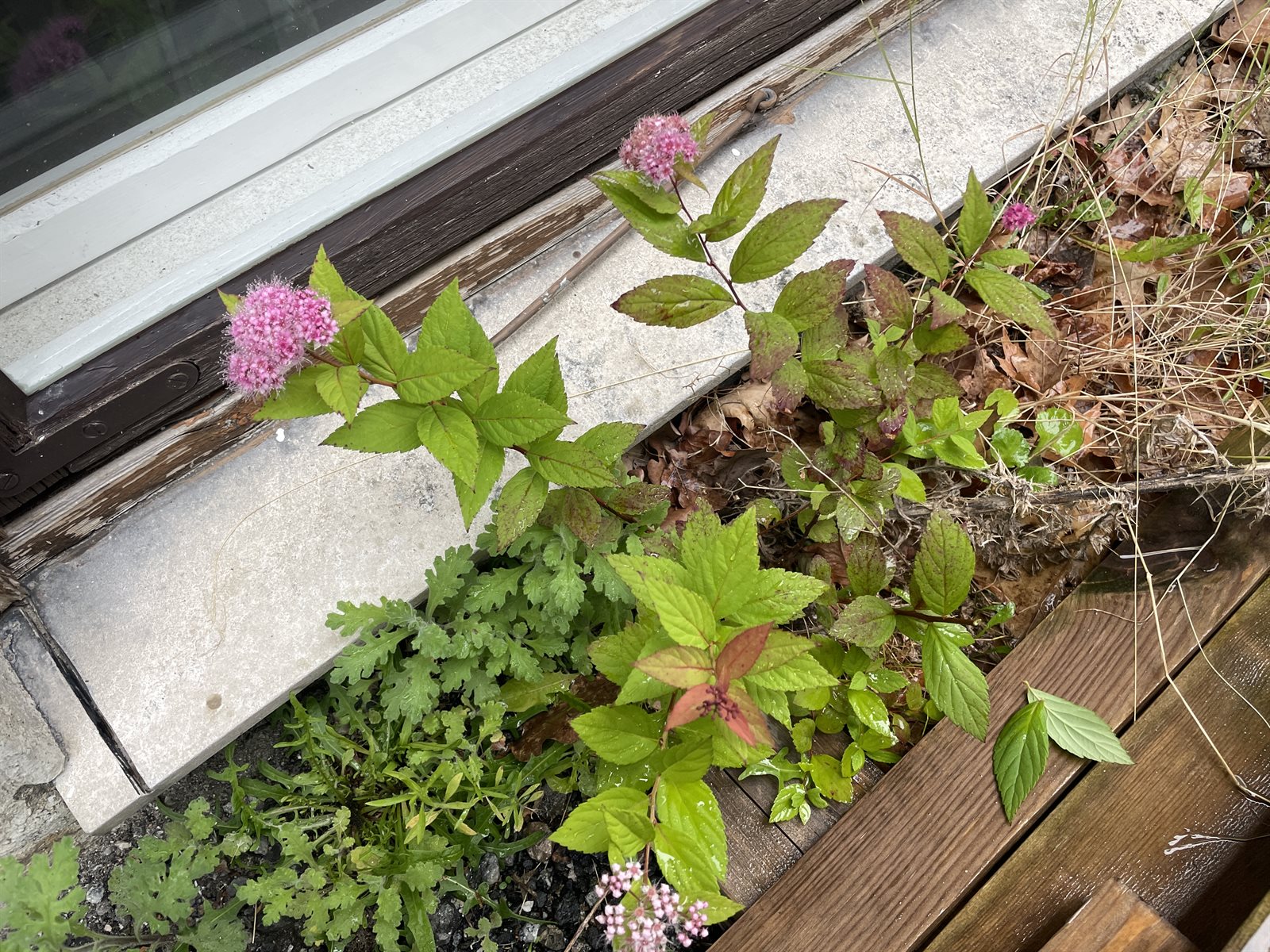 Spiraea japonica (Japanese Spirea) (alternate view 3)