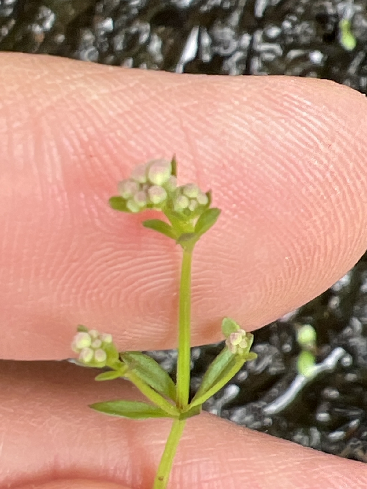 Galium trifidum (small bedstraw (native)) (alternate view 11)