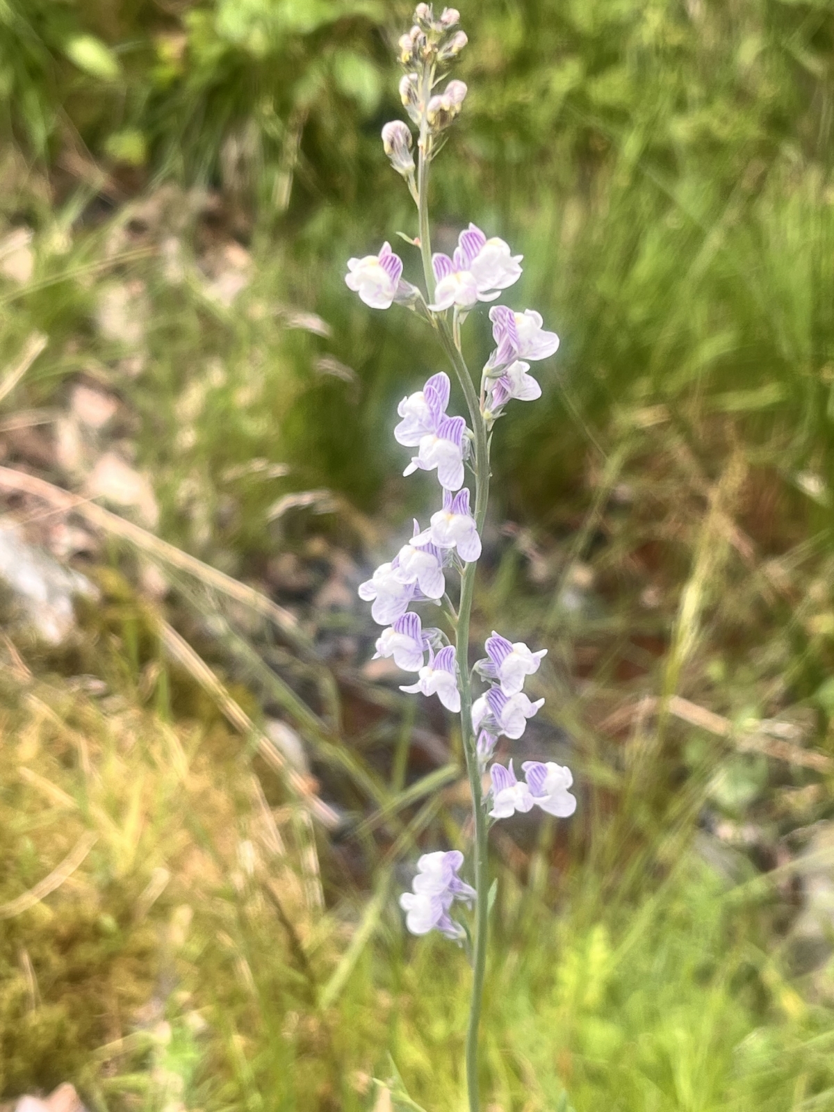 Linaria repens (Pale Toadflax) (alternate view 14)