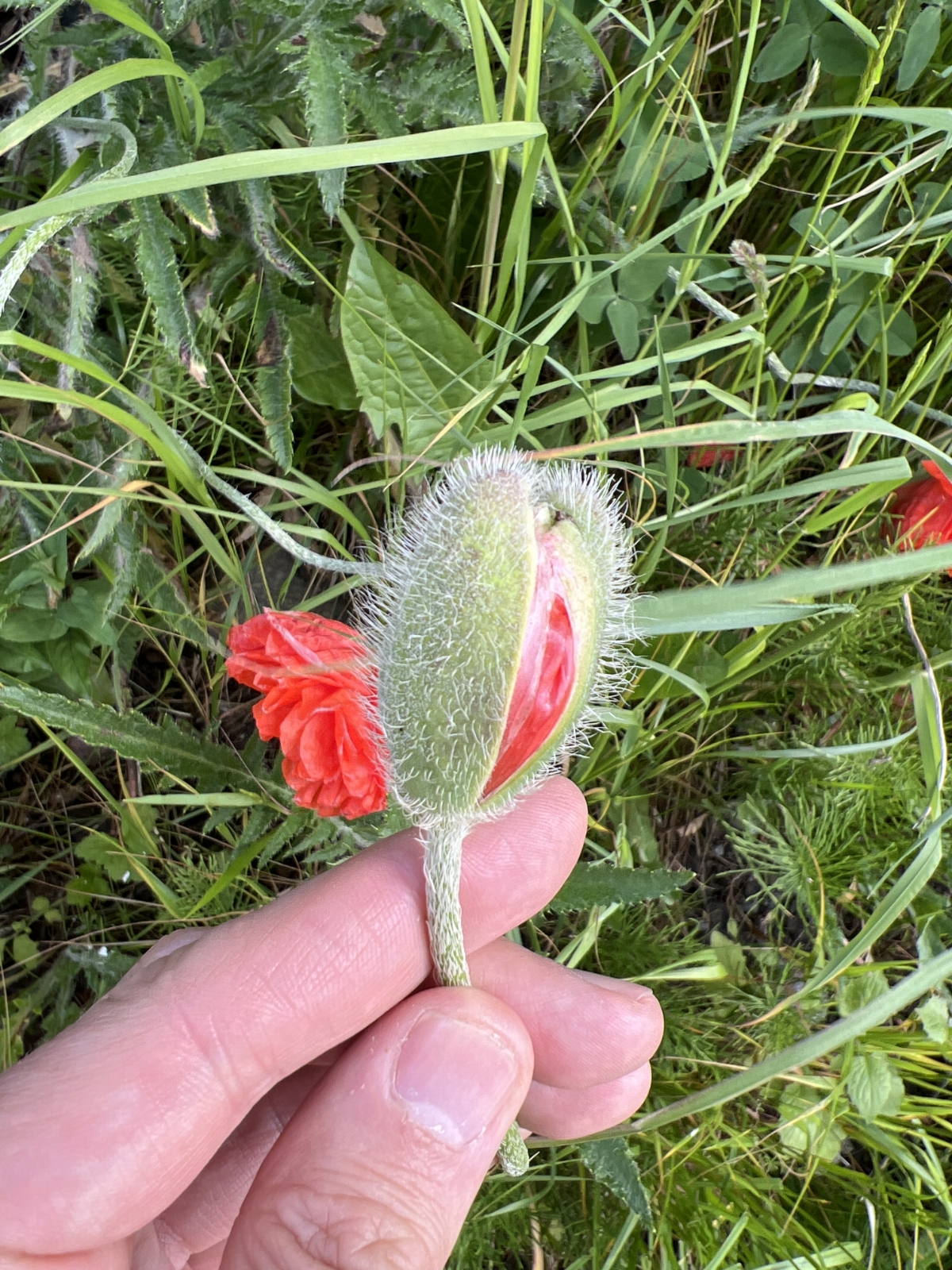 Papaver orientale (Oriental poppy) (alternate view 15)