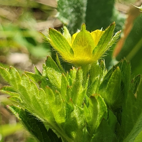 Potentilla norvegica (rough cinquefoil) (alternate view 12)