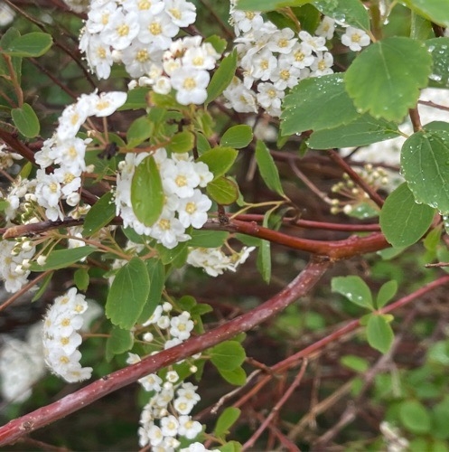 Spiraea × vanhouttei (Vanhoutte spirea) (alternate view 11)