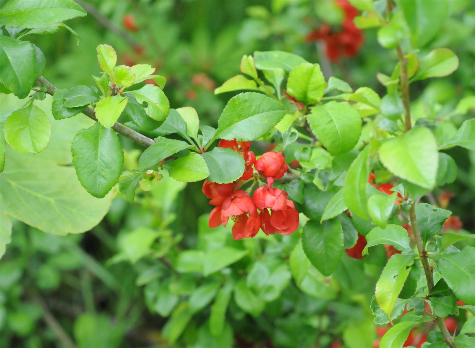 Chaenomeles speciosa (flowering quince) (alternate view 4)