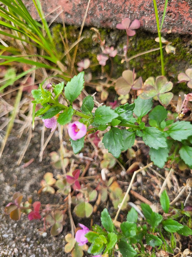 Sutera (Bacopa) (alternate view 2)