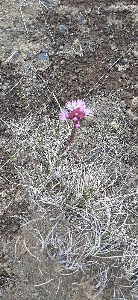 Lychnis alpina (Alpine Campion) (alternate view 2)