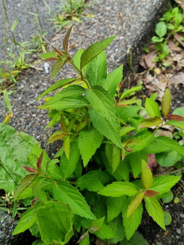 Spiraea japonica (Japanese Spirea)