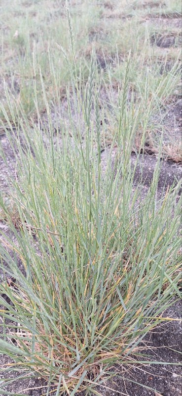 Elymus athericus (sea couch) (alternate view 8)