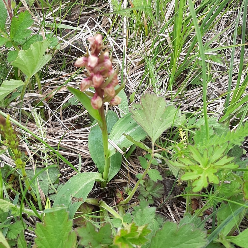 Dactylorhiza viridis (Frog Orchid) (alternate view 9)