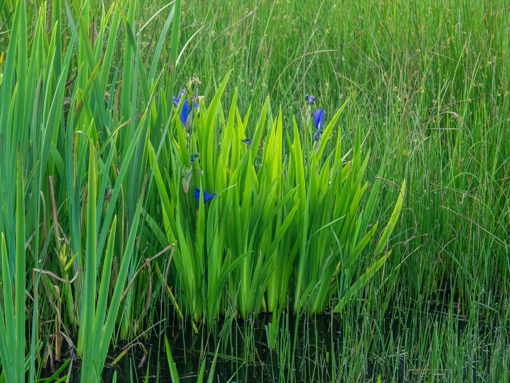 Iris laevigata
