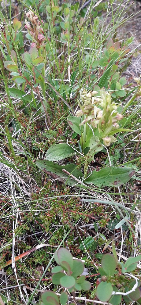 Dactylorhiza viridis (Frog Orchid) (alternate view 6)