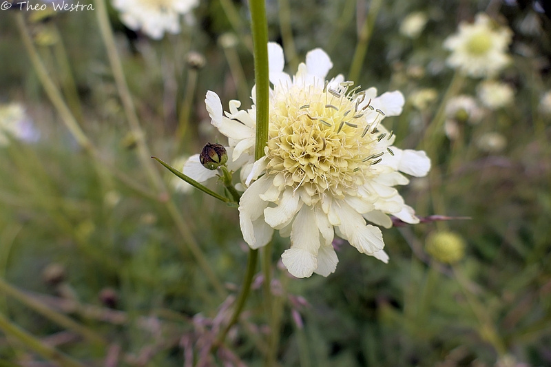 Cephalaria gigantea (Giant Scabious) (alternate view 11)