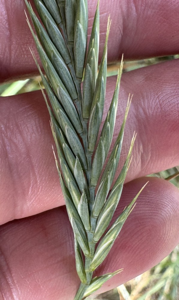 Elymus athericus (sea couch) (alternate view 9)