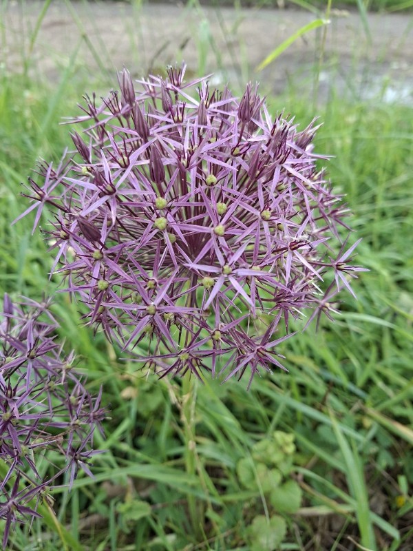 Allium cristophii (Star of Persia) (alternate view 11)