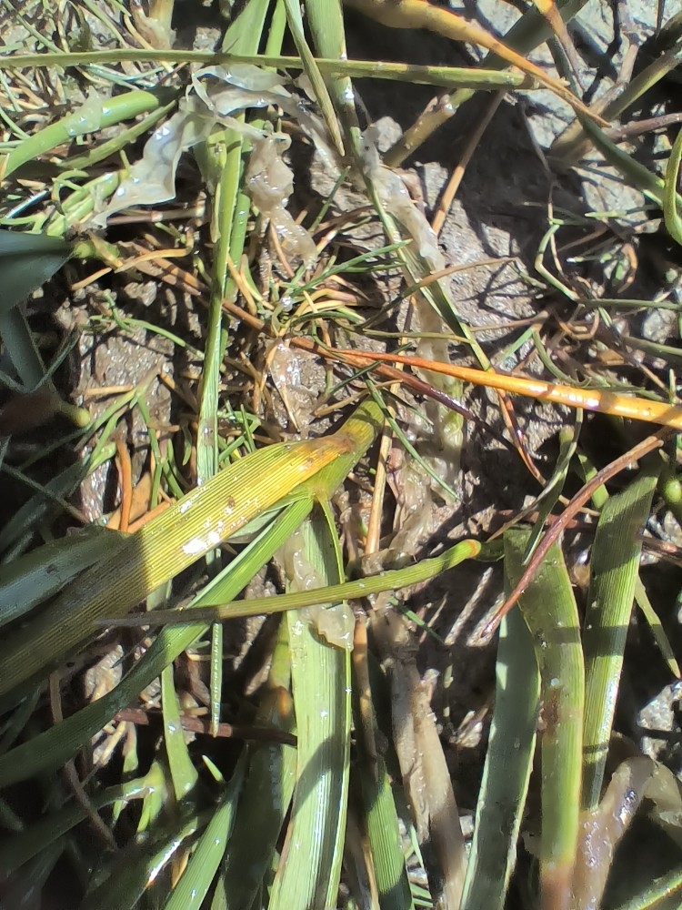 Spartina anglica (English cordgrass)