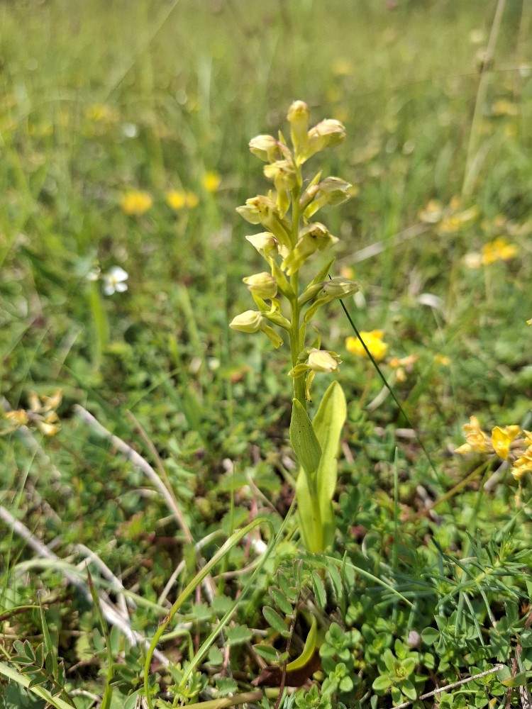 Dactylorhiza viridis (Frog Orchid) (alternate view 7)
