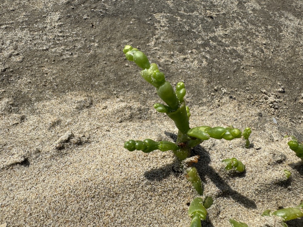 Salicornia europaea (Common Glasswort) (alternate view 11)