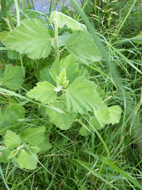 Althaea officinalis (marsh mallow) (alternate view 10)