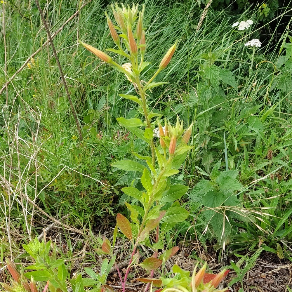 Oenothera glazioviana (Large-flowered Evening-primrose) (alternate view 13)