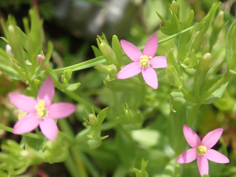 Centaurium pulchellum (Lesser Centaury) (alternate view 10)
