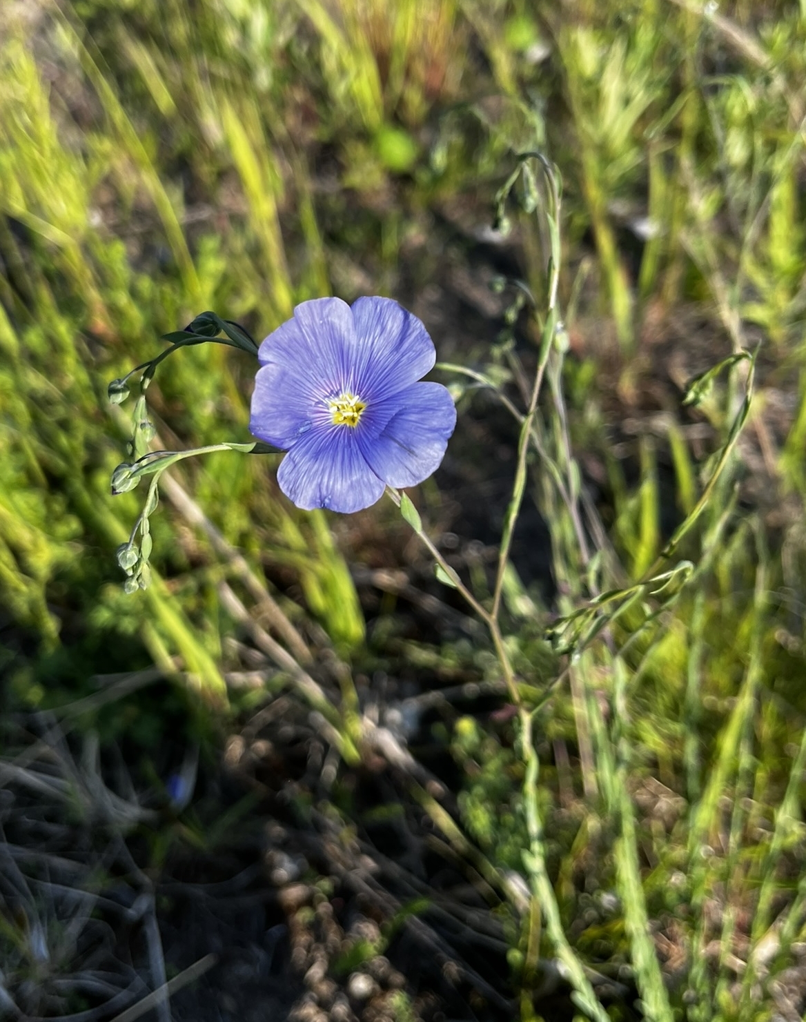 Linum perenne (alternate view 3)