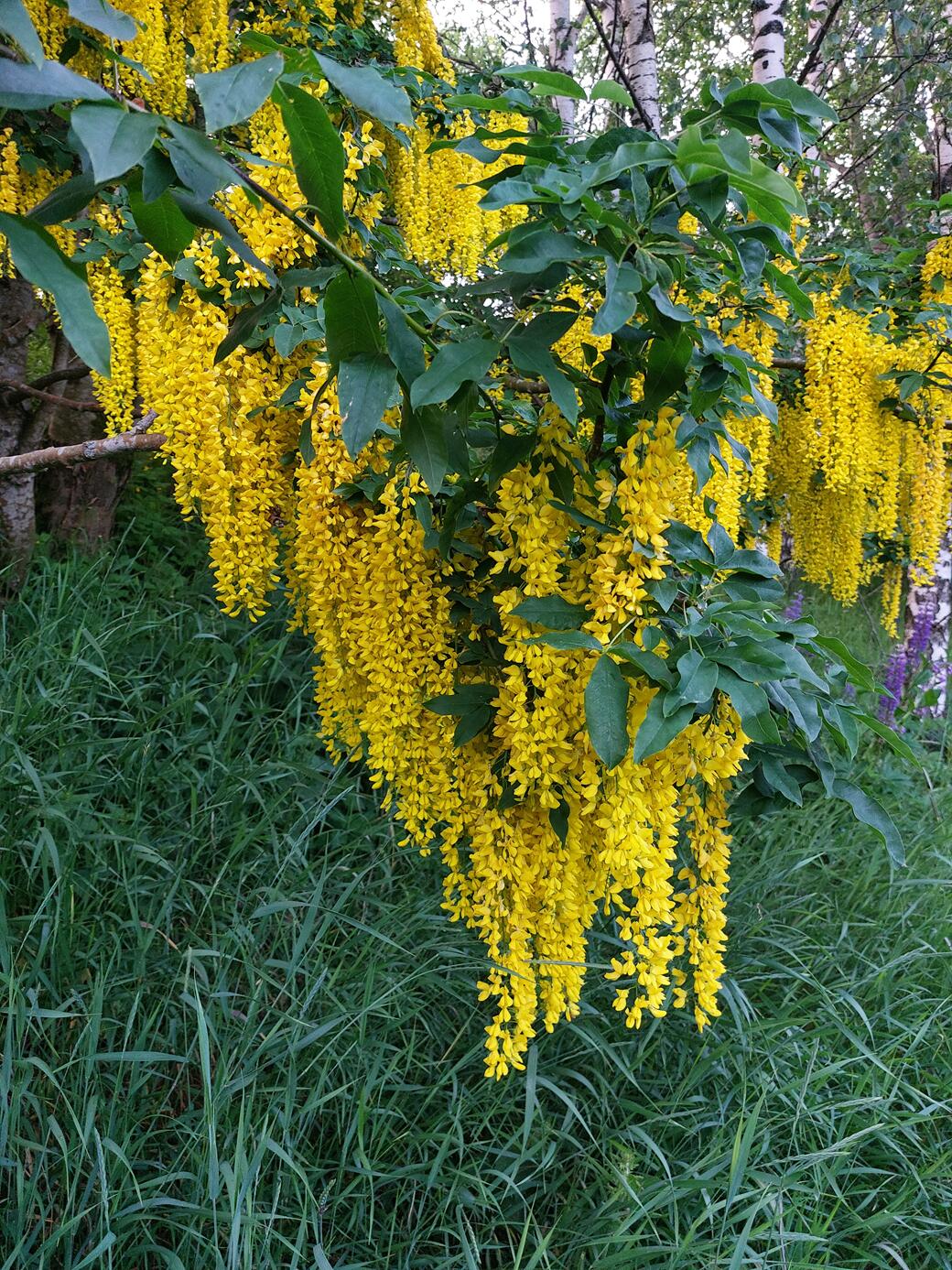 Laburnum x watereri (Goldenchain Tree) (alternate view 5)