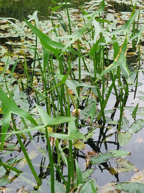 Sagittaria sagittifolia (Arrowhead) (alternate view 12)