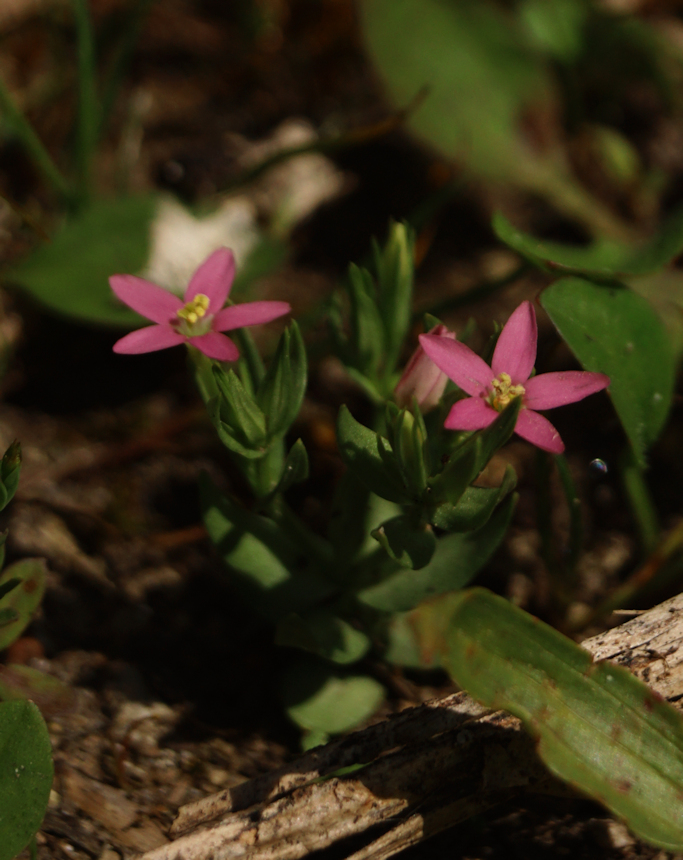 Centaurium pulchellum (Lesser Centaury) (alternate view 11)