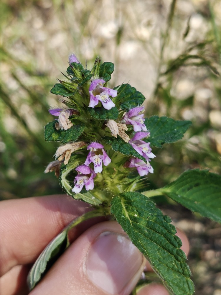 Galeopsis tetrahit (Common hemp-nettle) (alternate view 12)