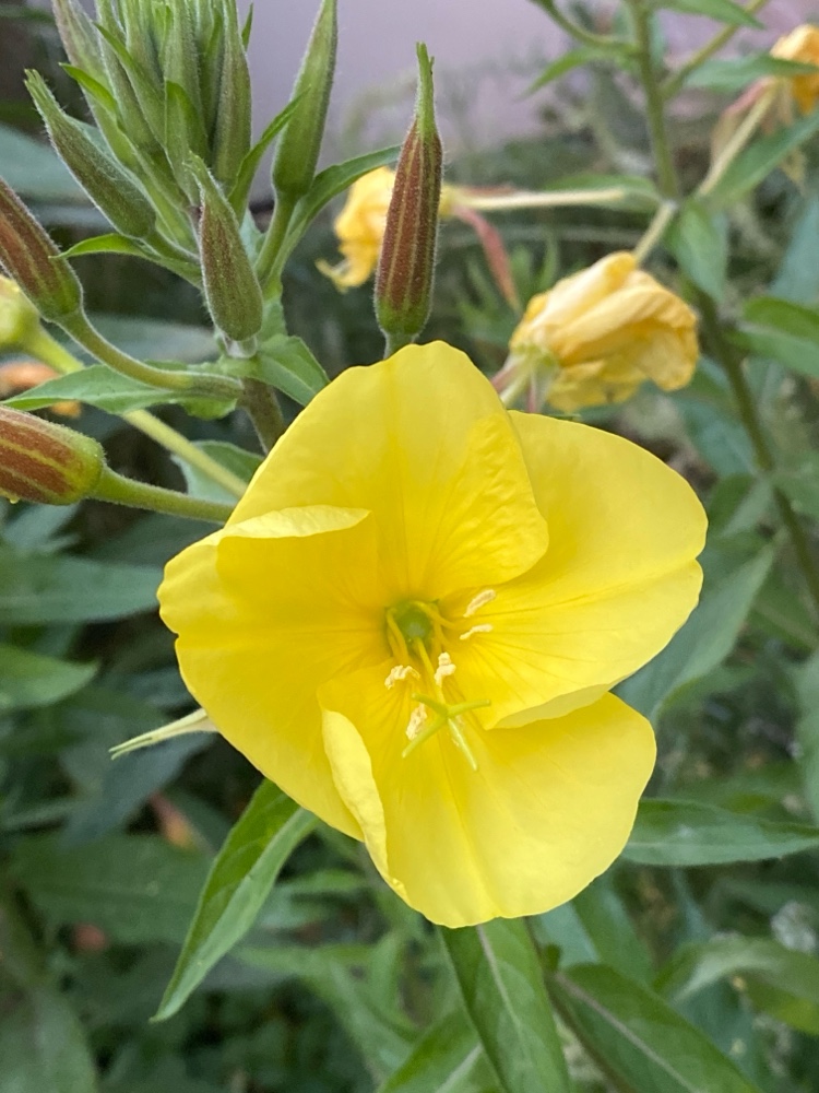 Oenothera glazioviana (Large-flowered Evening-primrose) (alternate view 12)