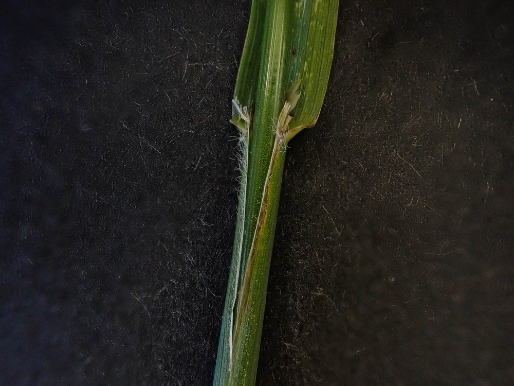Bromus sitchensis (Alaska brome) (alternate view 8)